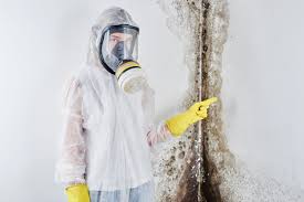 Best Attic Mold Removal  in Taylor Creek, FL